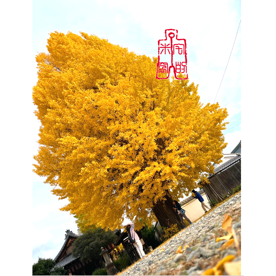 [宅米的窩] 西本願寺限定  九条下り藤  吉祥  紫藤 念珠袋 置物袋 典雅日式 風情 古寺院限定商品-細節圖7