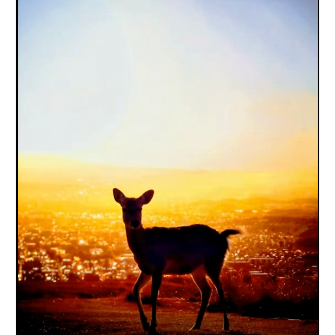 [宅米的窩] 少見獨特 奈良  限定 地區限定香  白檀 木蓮 金木犀 線香 靜心 冥想 淨化 線香-細節圖5