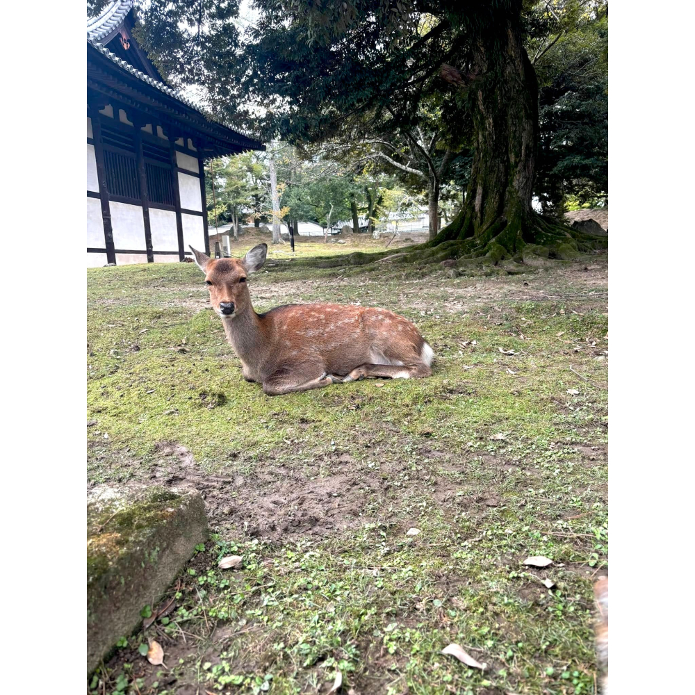 [宅米的窩] 一物一圖 只此一個 日本製 奈良 東大寺限定 西陣織 置物袋 存摺 念珠 佛經袋 日本 限定-細節圖7