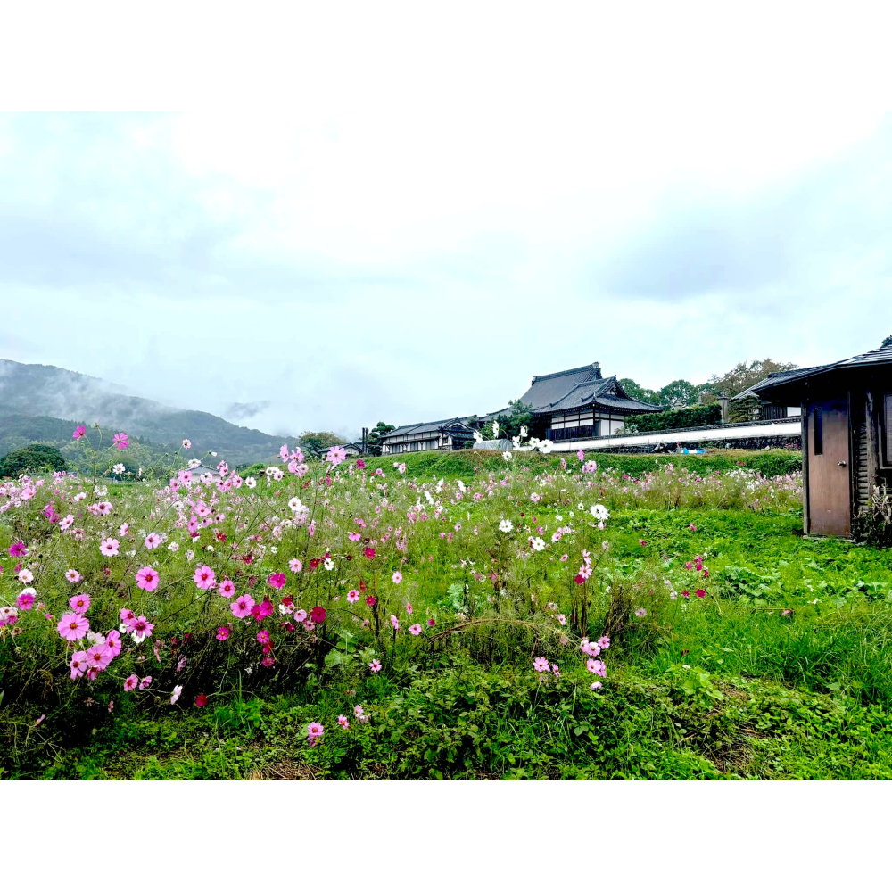 [宅米的窩] 少見！奈良 明日香 橘寺 聖德太子的誕生之所 如意輪觀音 日月星光守 厄除不動 圓融和樂 御守-細節圖10