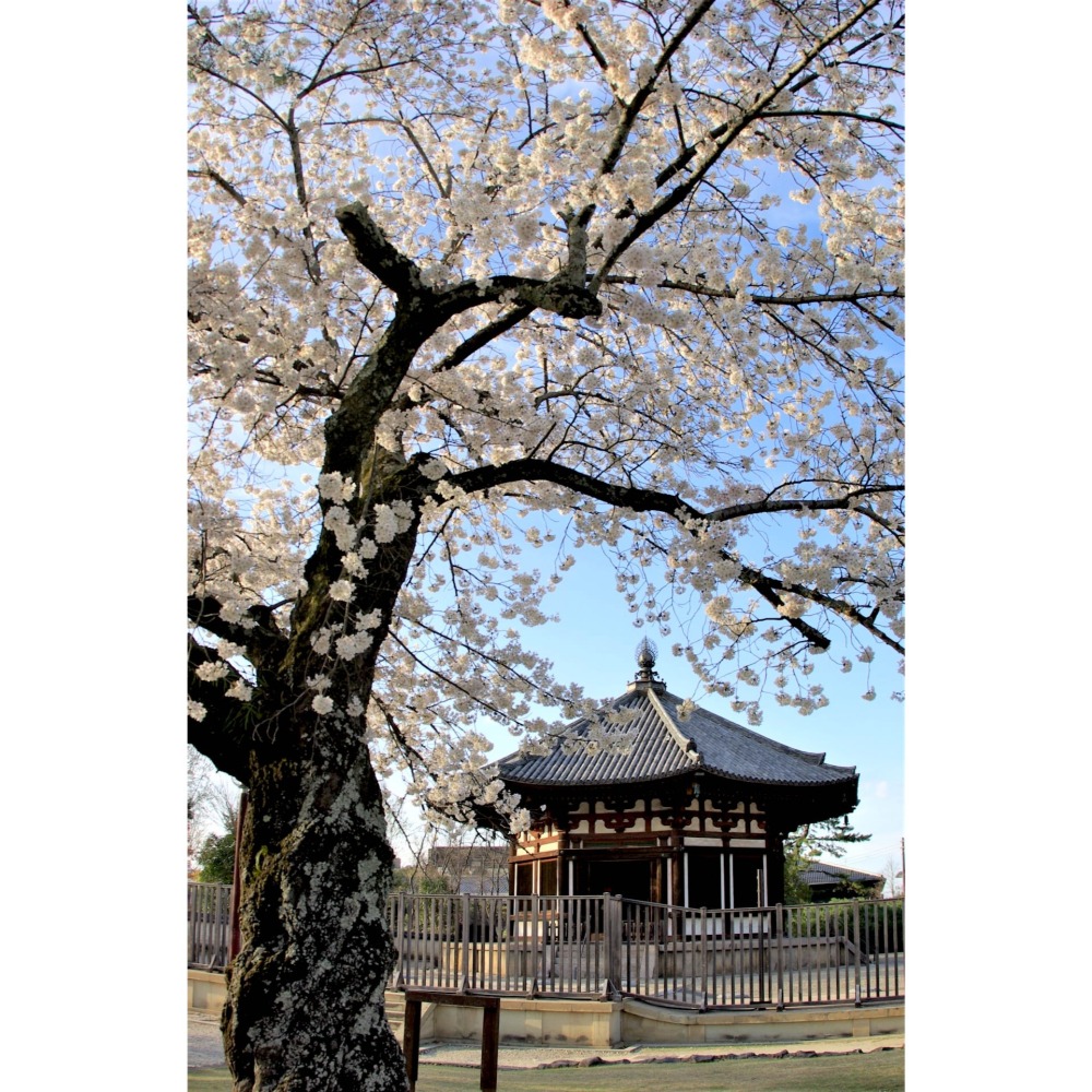 [宅米的窩] 日本 貓舍道樂堂本鋪 御鳥跨山喵  香立 香皿 香座 香插 招財貓 擺件 居家改造  辦公室 萬搭小物-細節圖6