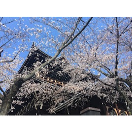 [宅米的窩］日本 奈良 唐招提寺限定 鑑真香 鑒真和尚 分裝試聞香組 日本寺院 限定香 日本線香-細節圖11