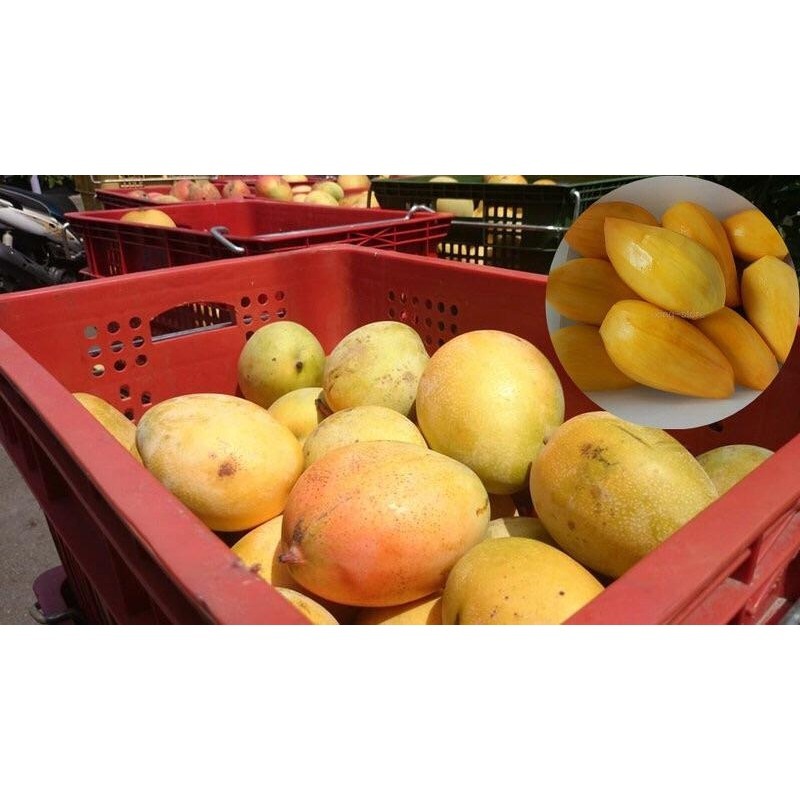 150克 3包入 [凱特芒果乾] 芒果乾  台灣芒果乾 芒果乾 水果乾 果乾-細節圖3