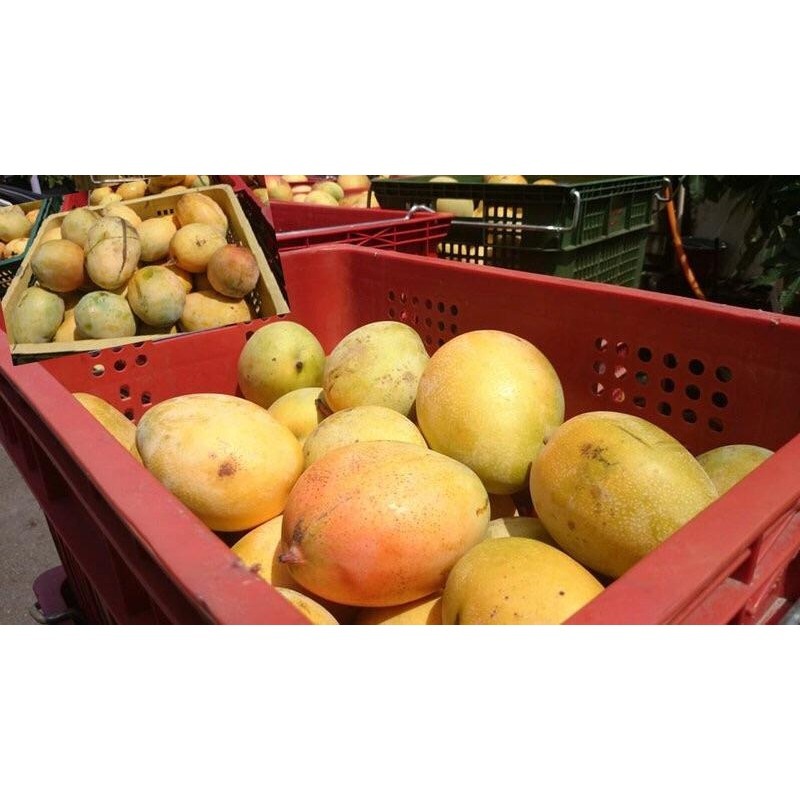 150克 3包入 [凱特芒果乾] 芒果乾  台灣芒果乾 芒果乾 水果乾 果乾-細節圖4