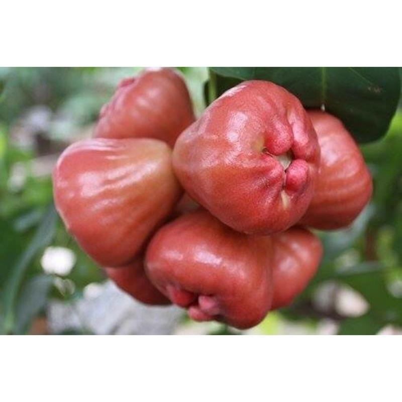 蓮霧乾 蓮霧 果乾 嚐鮮試吃破盤價-細節圖4