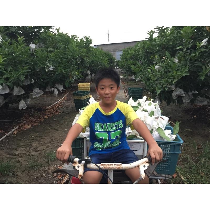 蓮霧乾 蓮霧 果乾 嚐鮮試吃破盤價-細節圖8