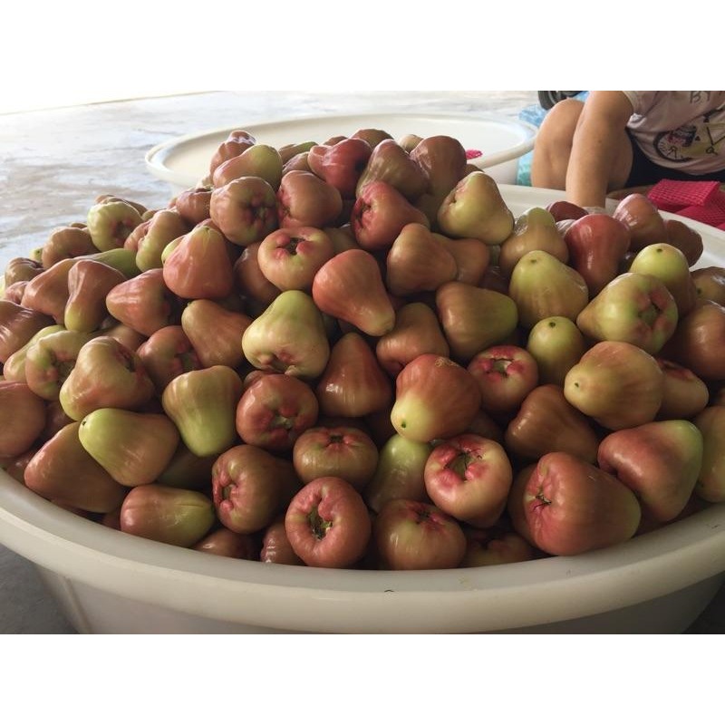 蓮霧乾 蓮霧 果乾 嚐鮮試吃破盤價-細節圖9