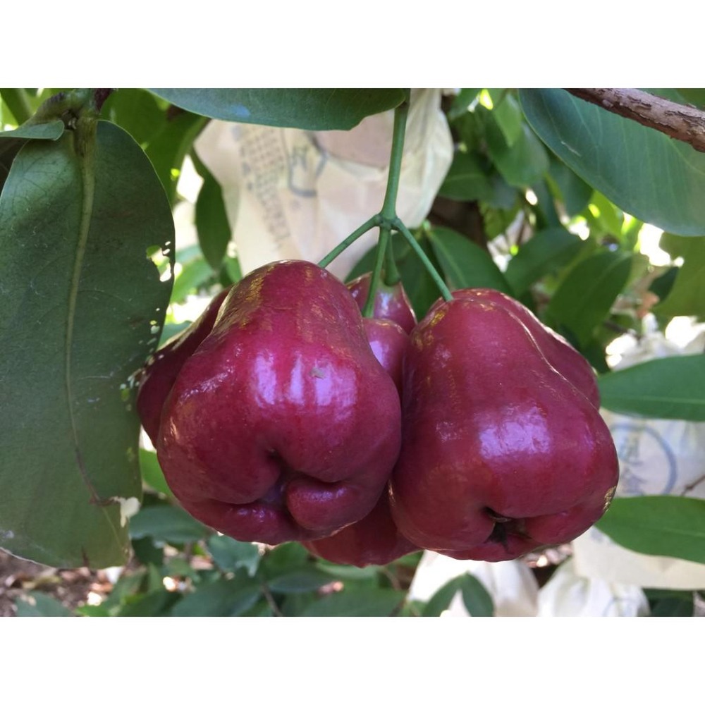 蓮霧乾 蓮霧 果乾 嚐鮮試吃破盤價-細節圖10