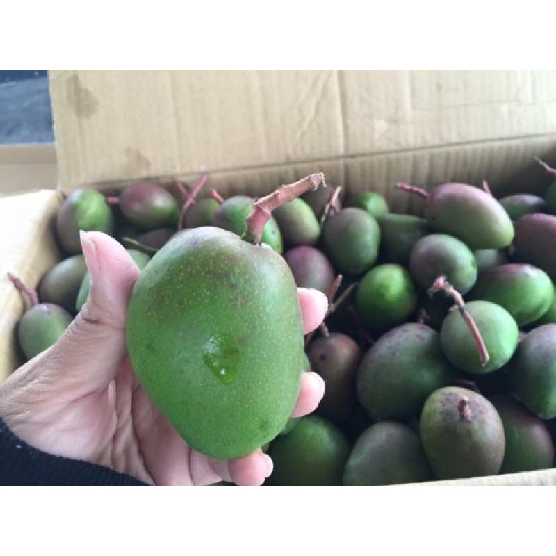 產地直銷 愛文青芒果  金煌芒果青 土芒果 芒果 愛文芒果青-細節圖2