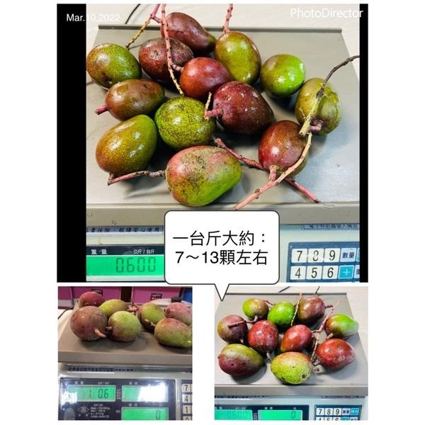 產地直銷 愛文青芒果  金煌芒果青 土芒果 芒果 愛文芒果青-細節圖3