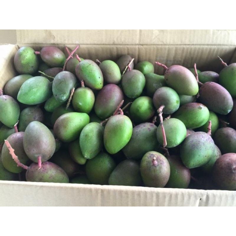 產地直銷 愛文青芒果  金煌芒果青 土芒果 芒果 愛文芒果青-細節圖4