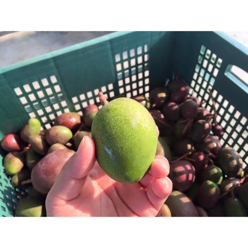 產地直銷 愛文青芒果  金煌芒果青 土芒果 芒果 愛文芒果青-細節圖5