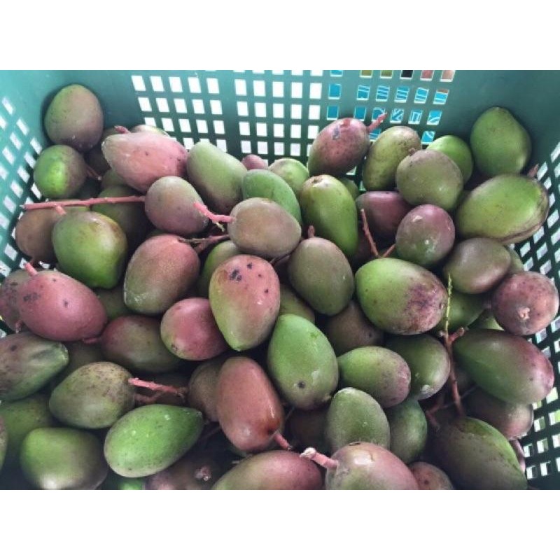 產地直銷 愛文青芒果  金煌芒果青 土芒果 芒果 愛文芒果青-細節圖6