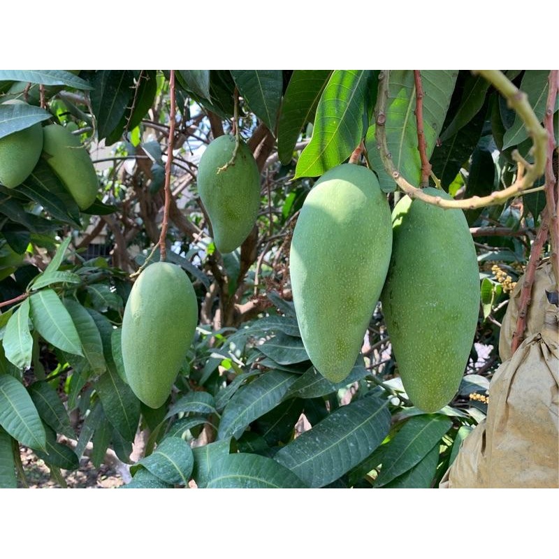 產地直銷 愛文青芒果  金煌芒果青 土芒果 芒果 愛文芒果青-細節圖9