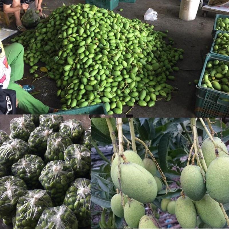 產地直銷 愛文青芒果  金煌芒果青 土芒果 芒果 愛文芒果青-細節圖10