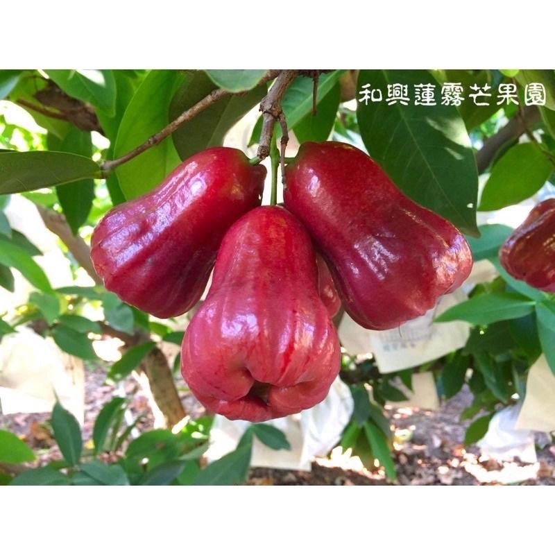 蓮霧 蓮霧原汁 蓮霧冰沙 鮮搾蓮霧冰 蓮霧冰 不加一滴水慢磨而成-細節圖9