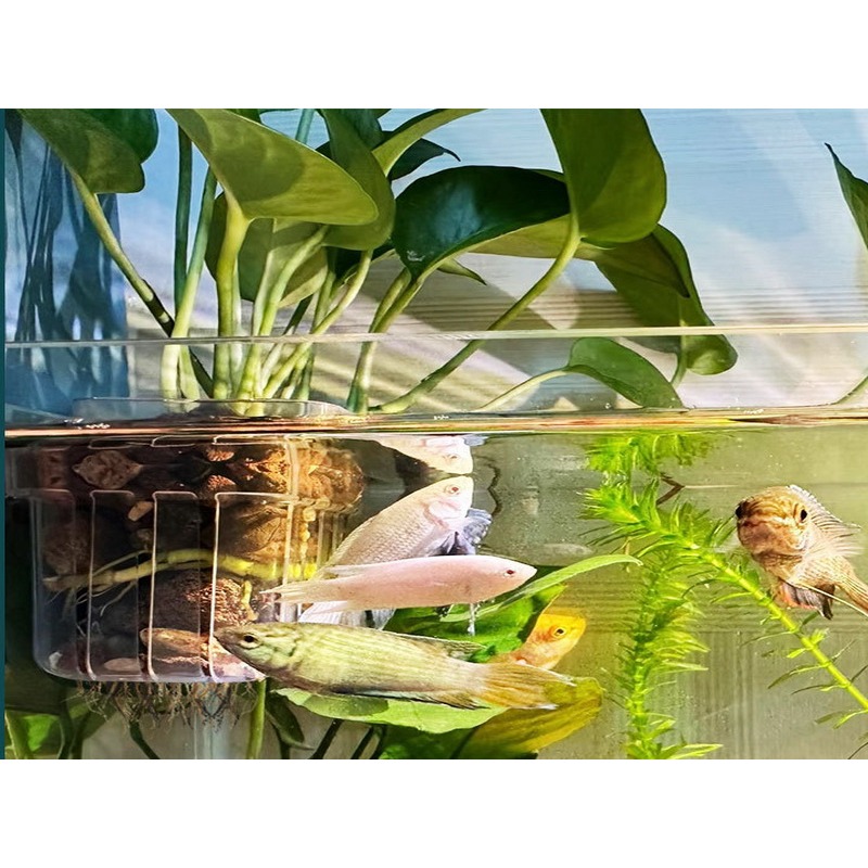 魚缸植物固定盆 定植籃 水培藍 水耕 水培 魚菜共生 無土栽培 園藝 植物固根器 水耕植物 水培固定器-細節圖2