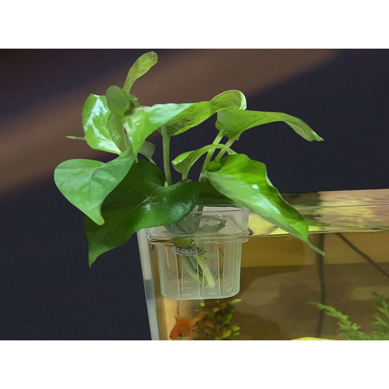魚缸植物固定盆 定植籃 水培藍 水耕 水培 魚菜共生 無土栽培 園藝 植物固根器 水耕植物 水培固定器-細節圖3