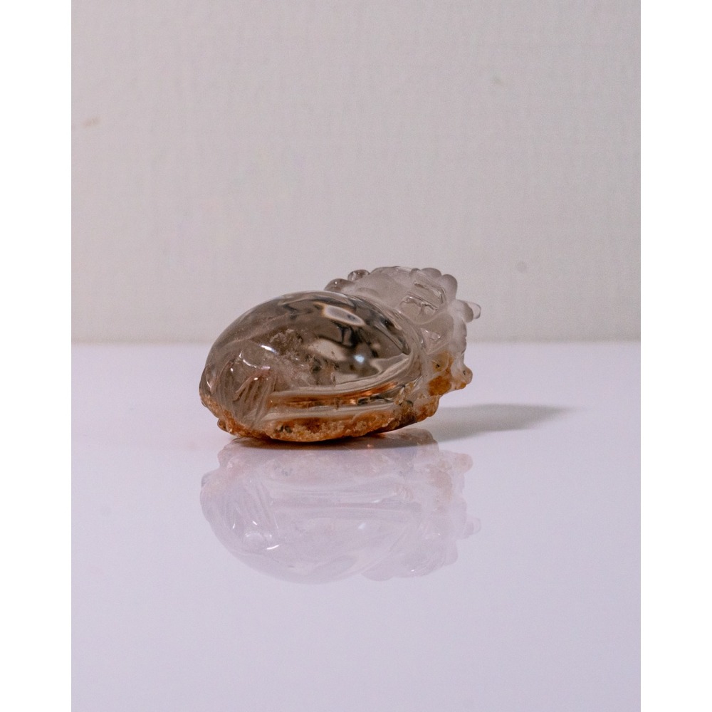 紅黃幽靈小龍龜-細節圖2