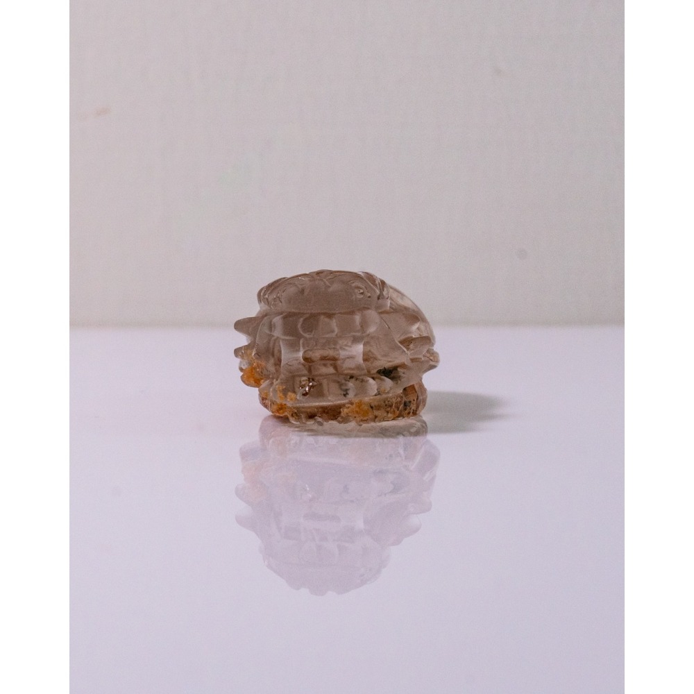 紅黃幽靈小龍龜-細節圖3