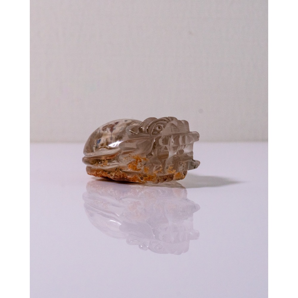 紅黃幽靈小龍龜-細節圖4