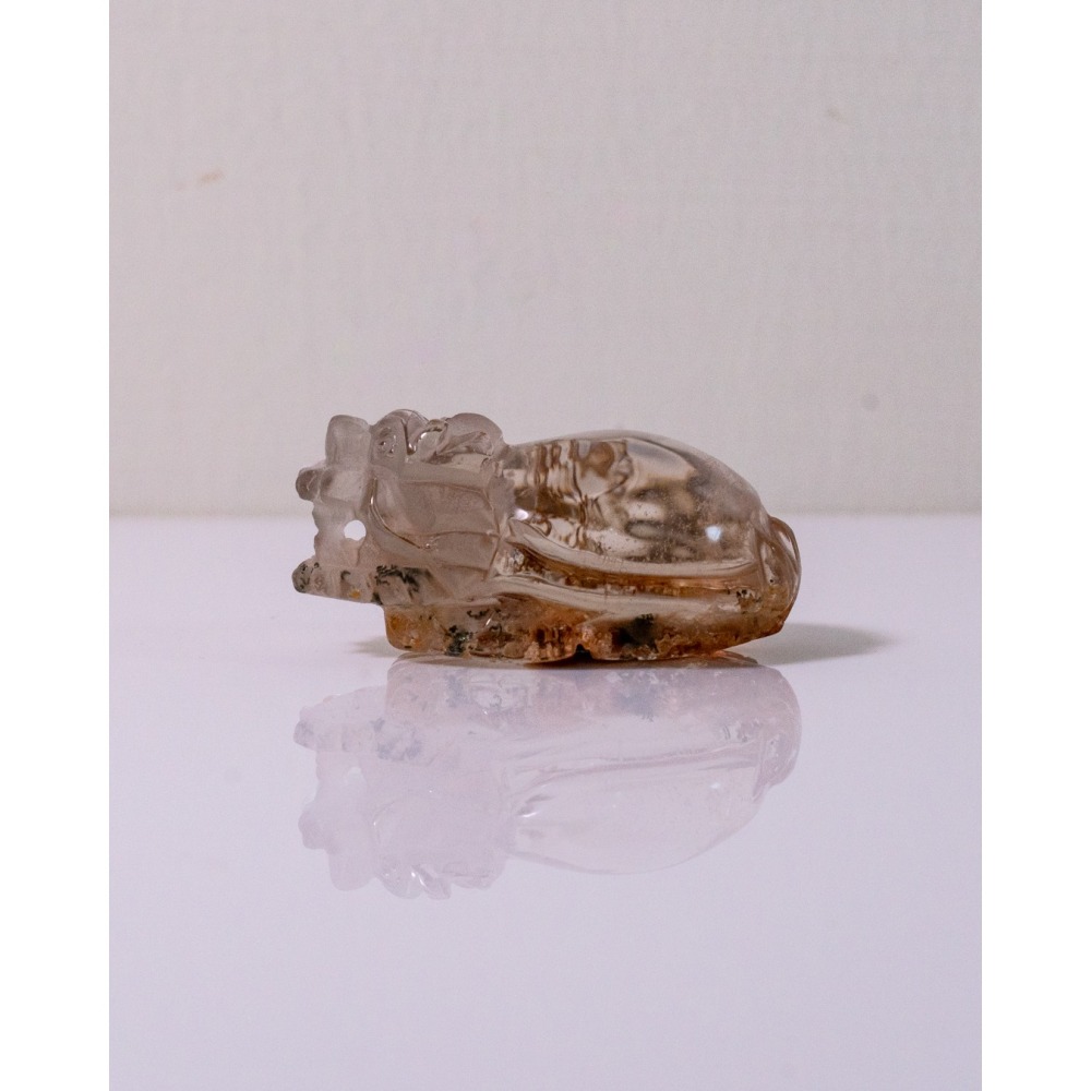 紅黃幽靈小龍龜-細節圖5