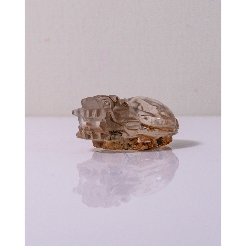 紅黃幽靈小龍龜-細節圖6