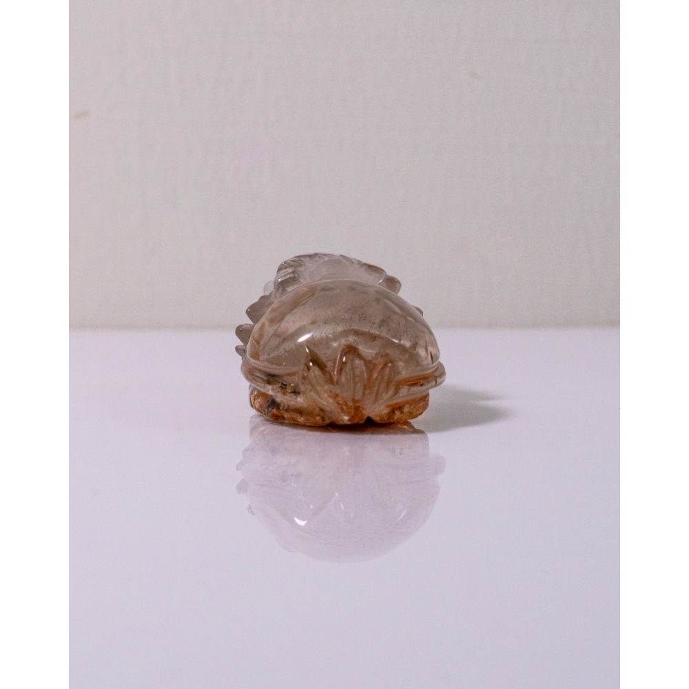 紅黃幽靈小龍龜-細節圖7