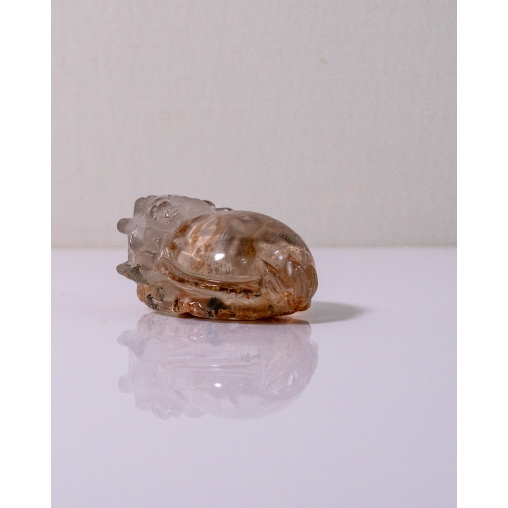 紅黃幽靈小龍龜-細節圖8