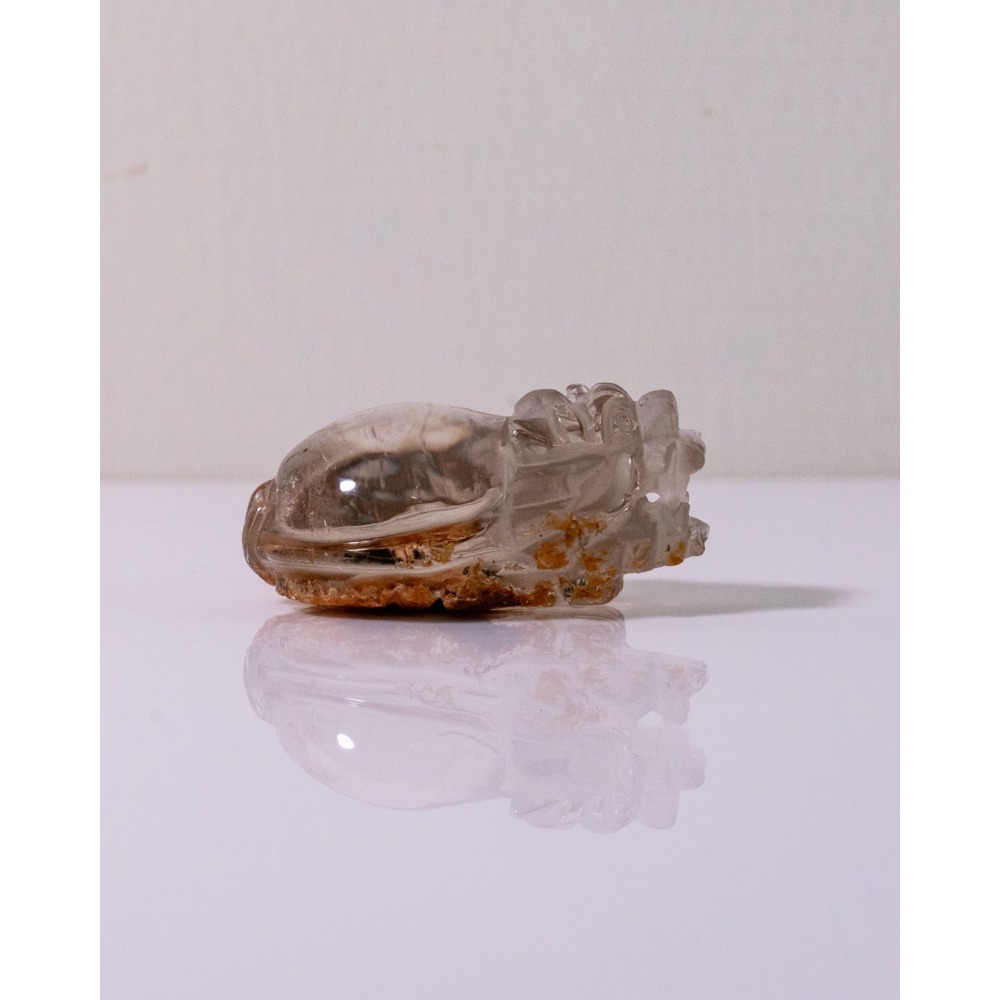 紅黃幽靈小龍龜-細節圖9