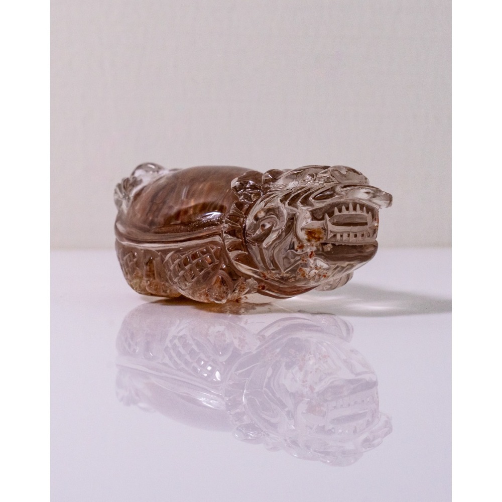 紅幽靈中型胖肚肚龍龜-細節圖7