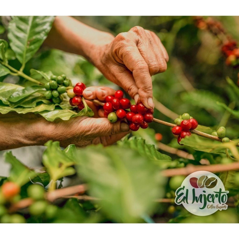 【宅・珈琲】瓜地馬拉・薇薇特南果【艾茵赫特莊園】#波旁 #黃卡杜艾 #宅咖啡焙煎 #接單烘焙<<多件優惠の商品>>-細節圖5