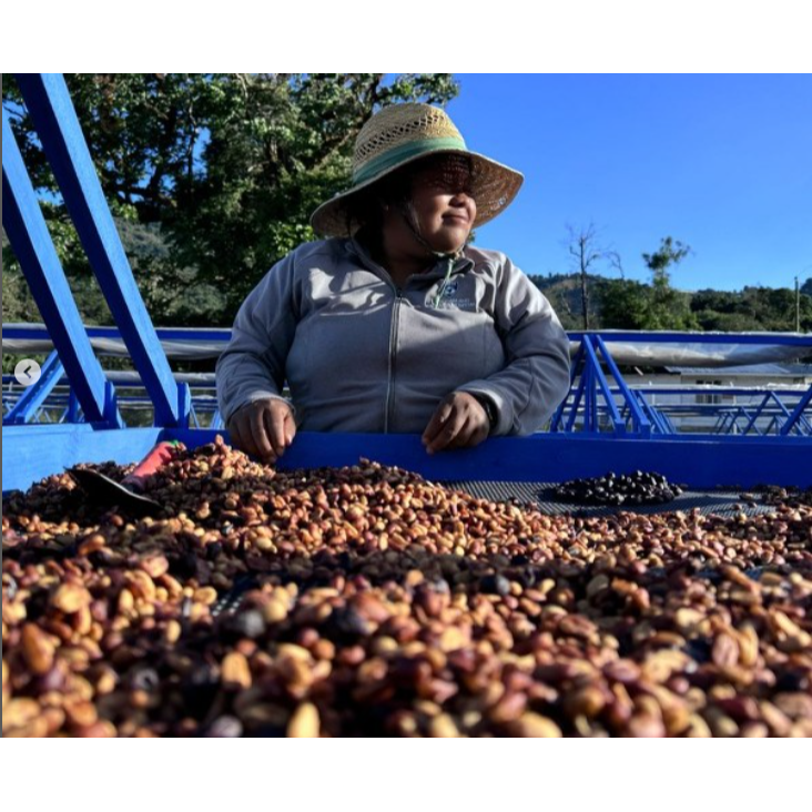 📣[2入組]優惠實施中...哥斯大黎加【科佩莊園】＃黑蜜＿淺中焙｜【宅・珈琲】-細節圖6