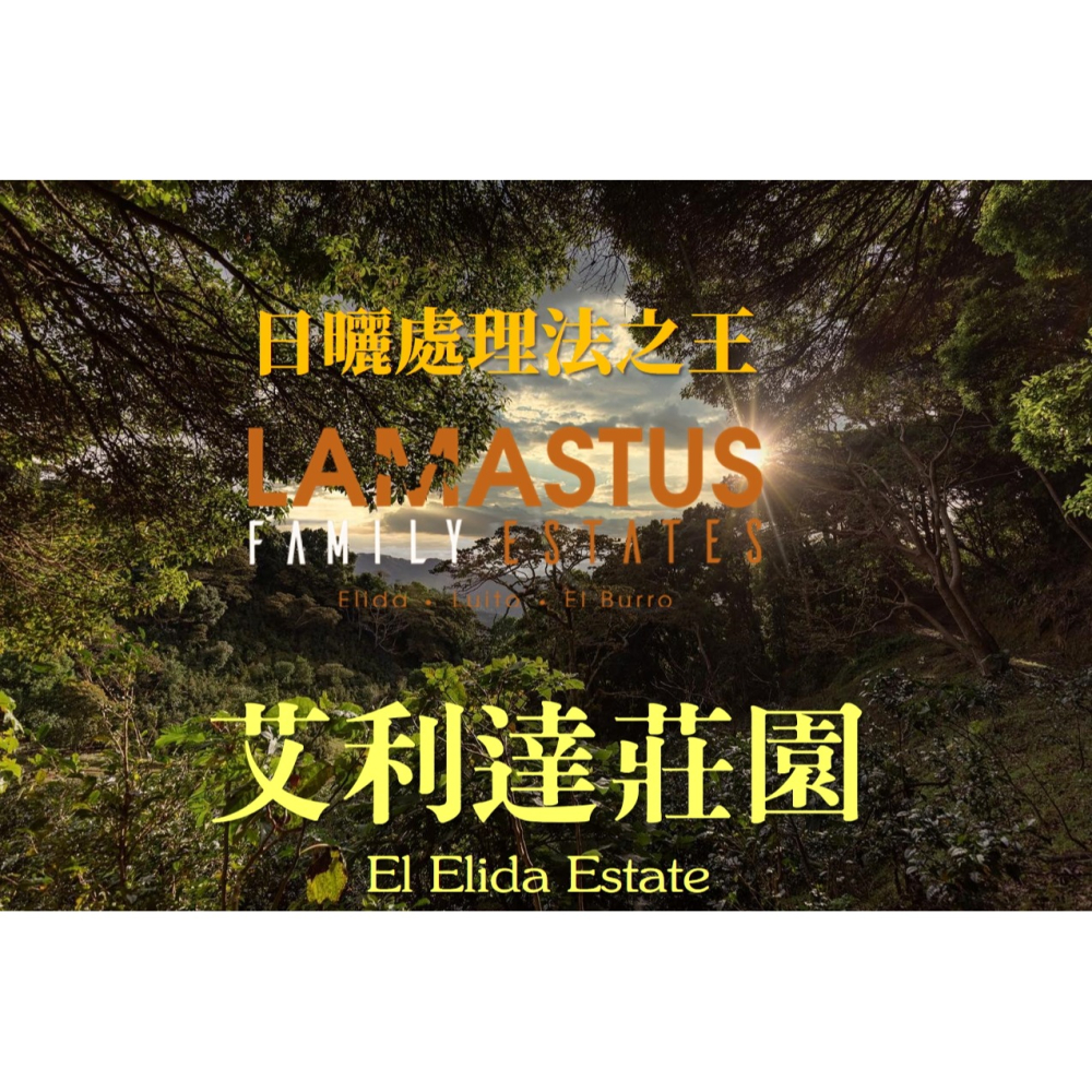 【生豆區】巴拿馬 Lamastus 家族【艾利達莊園】#日曬-細節圖2