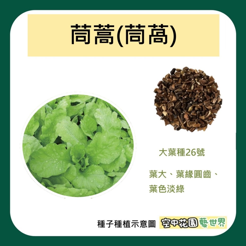 【種子】茼蒿 虎耳 26號 火鍋菜 菜籽 空中花園藝世界-細節圖2