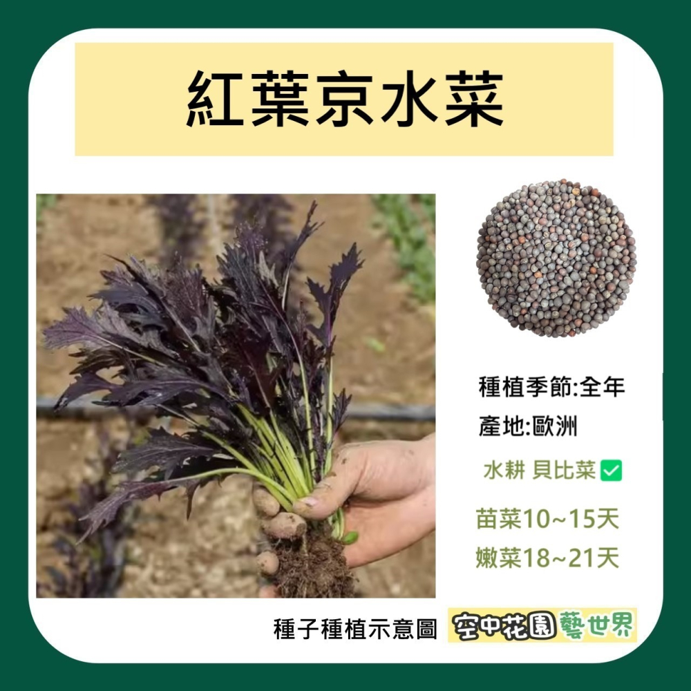 【種子】京水菜 紅葉 京都水菜 水耕 貝比菜 嫩菜 菜籽 電子發票 空中花園藝世界-細節圖2