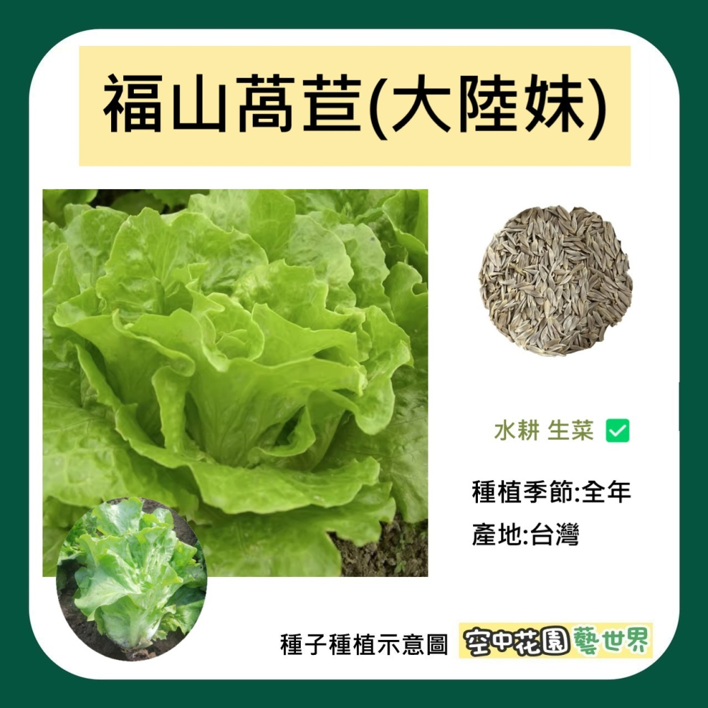 【種子】唐山萵苣 福山萵苣 大陸妹 火鍋菜 種菜 菜籽 水耕 萵苣 魚菜共生 萵苣 電子發票 空中花園藝世界-細節圖2