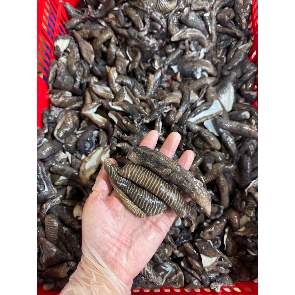 下酒神器-海香菇<生>-細節圖2