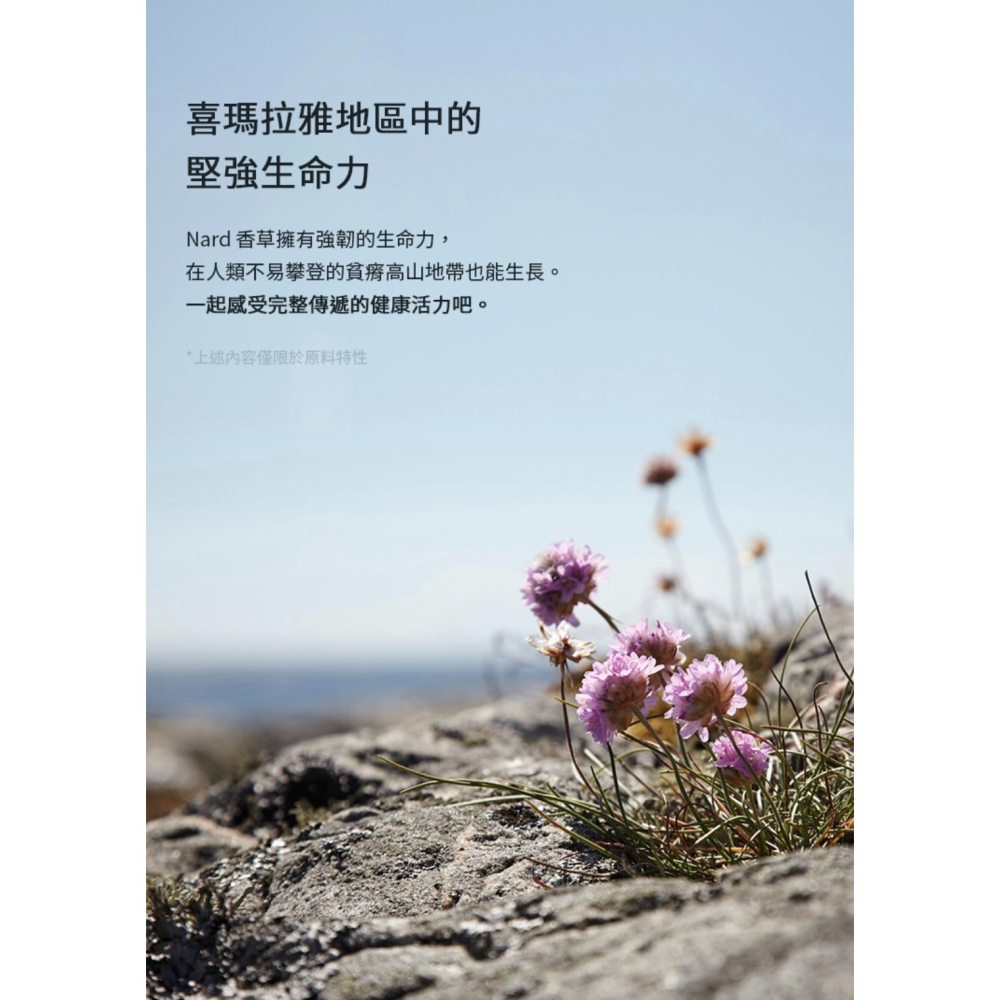 現貨 韓國 Nard 香氛洗手乳 茶樹迷迭香 280mL 洗手液 抗菌洗手乳 K1006-細節圖4