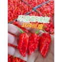 【種苗】斷魂魔鬼椒-規格圖2