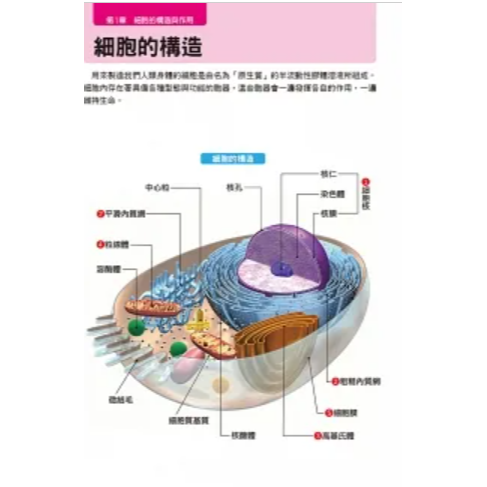 人體全解剖圖鑑：專業醫學背景下的基礎剖析，完整說明！ 人体の全解剖図鑑 人體解剖 解剖學 書籍 全彩-細節圖2