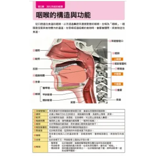 人體全解剖圖鑑：專業醫學背景下的基礎剖析，完整說明！ 人体の全解剖図鑑 人體解剖 解剖學 書籍 全彩-細節圖3