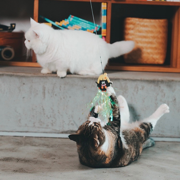 快速出貨【貓房東 CatLandlord】Purlab噗撲實驗室舞孃逗貓棒-細節圖4