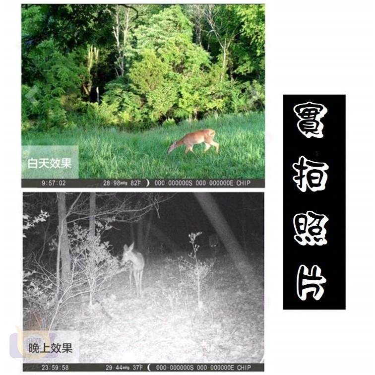 【現貨  贈8顆電池】 戶外攝影機 農田 果園 林園 居家 監視器 紅外線感應 動偵機 叢林機 縮時防盜 監控 紀錄-細節圖9