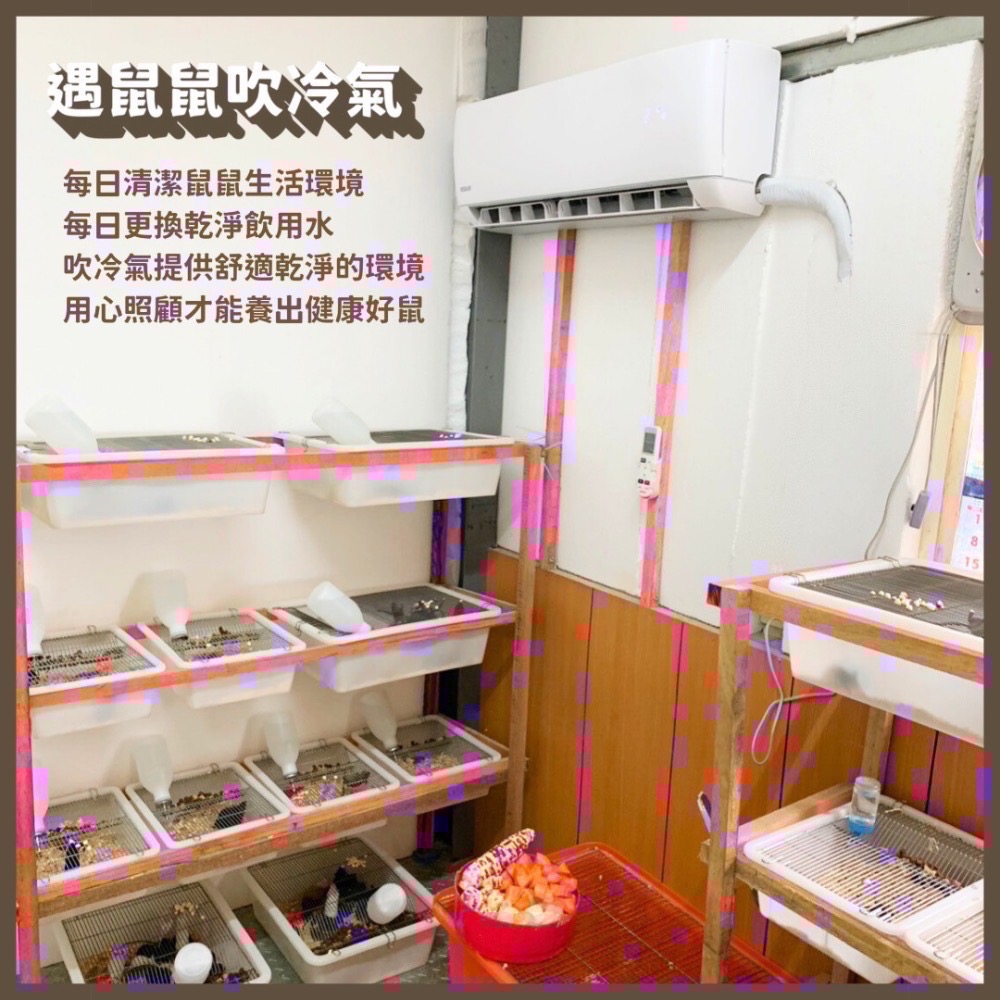 ［遇鼠鼠］冷凍小白鼠 大白鼠 冷凍鼠 餌料鼠 爬蟲 豬鼻蛇 球蟒 日齡 跳跳 亞成 成體-細節圖2