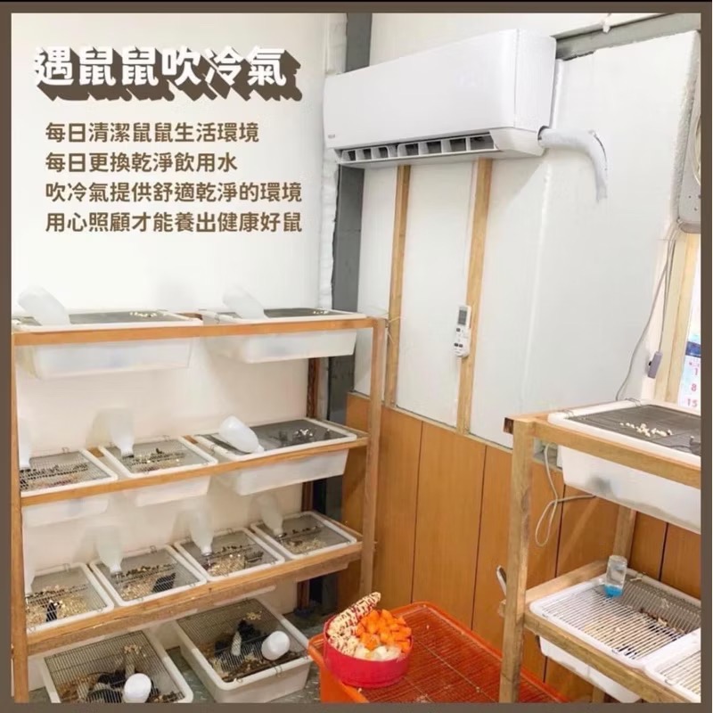 ［遇鼠鼠］冷凍小白鼠 大白鼠 冷凍鼠 餌料鼠 爬蟲 豬鼻蛇 球蟒 日齡 跳跳 亞成 成體-細節圖2