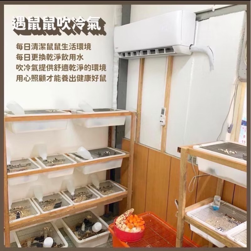 ［遇鼠鼠］冷凍小白鼠 大白鼠 冷凍鼠 餌料鼠 爬蟲 豬鼻蛇 球蟒 日齡 跳跳 亞成 成體-細節圖2