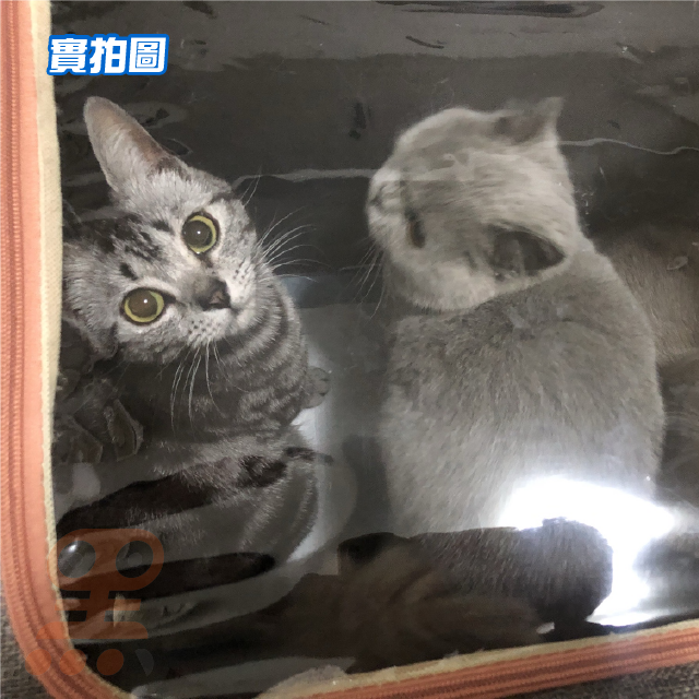 黑溜總裁 寵物氧氣箱 氧氣箱 霧化箱 寵物噴霧室 氧氣室 寵物氧氣罩 寵物氧氣機 寵物製氧機-細節圖8