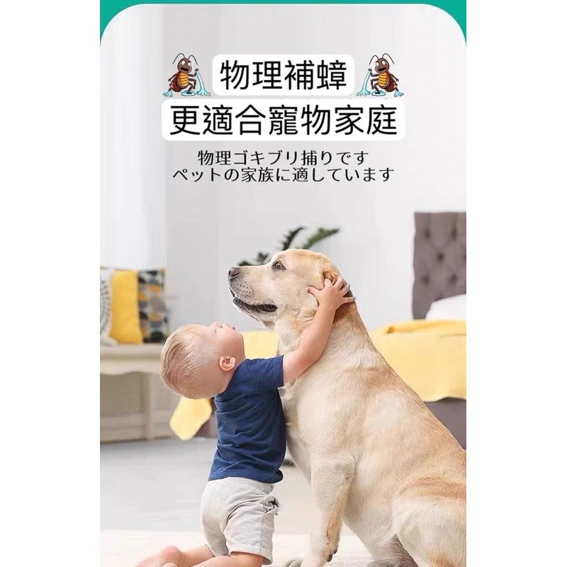 【台灣現貨】日本蟑螂屋 強力 蟑螂屋 母嬰適用 防蟑 滅蟑 補蟑 安全無毒 防小強 小強剋星-細節圖6