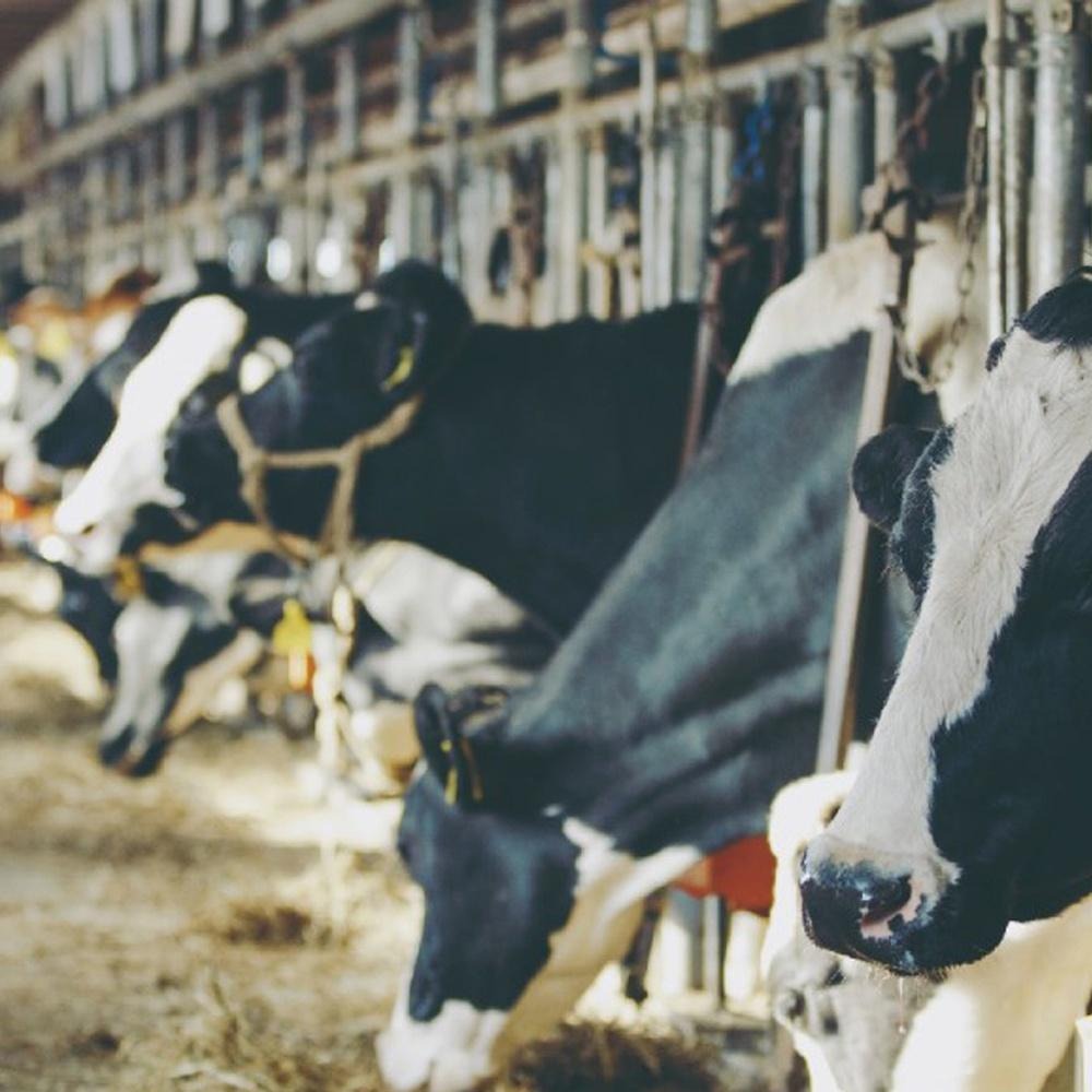 日本四葉 北海道十勝奶霜_1000ml(原裝) 調和性 鮮奶油 北海道十勝 奶霜 北海道 蛋糕(冷藏) 四葉北海道-細節圖2